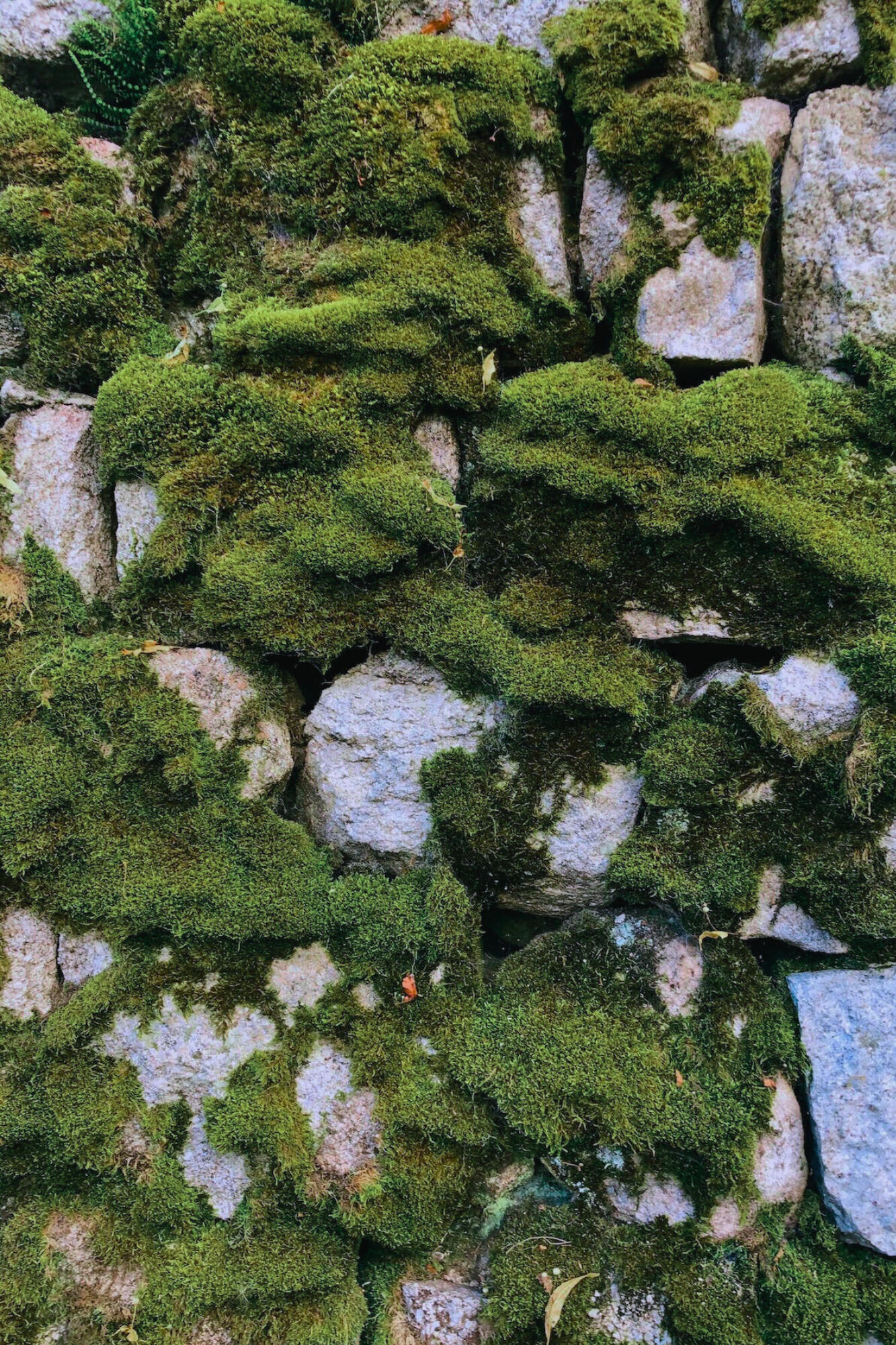 credit: Xavier Senente