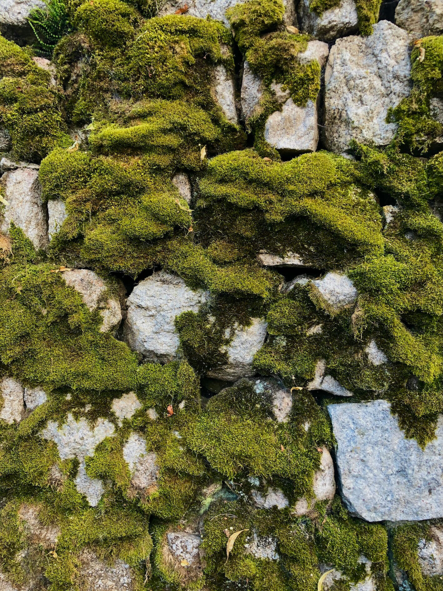 credit: Xavier Senente