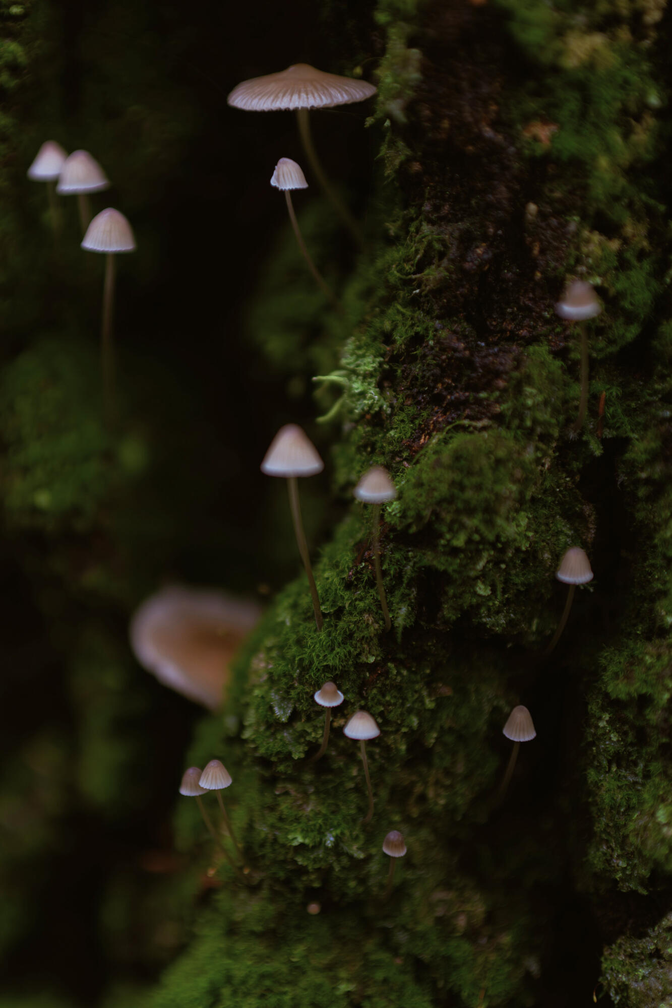 credit: German Krupenin