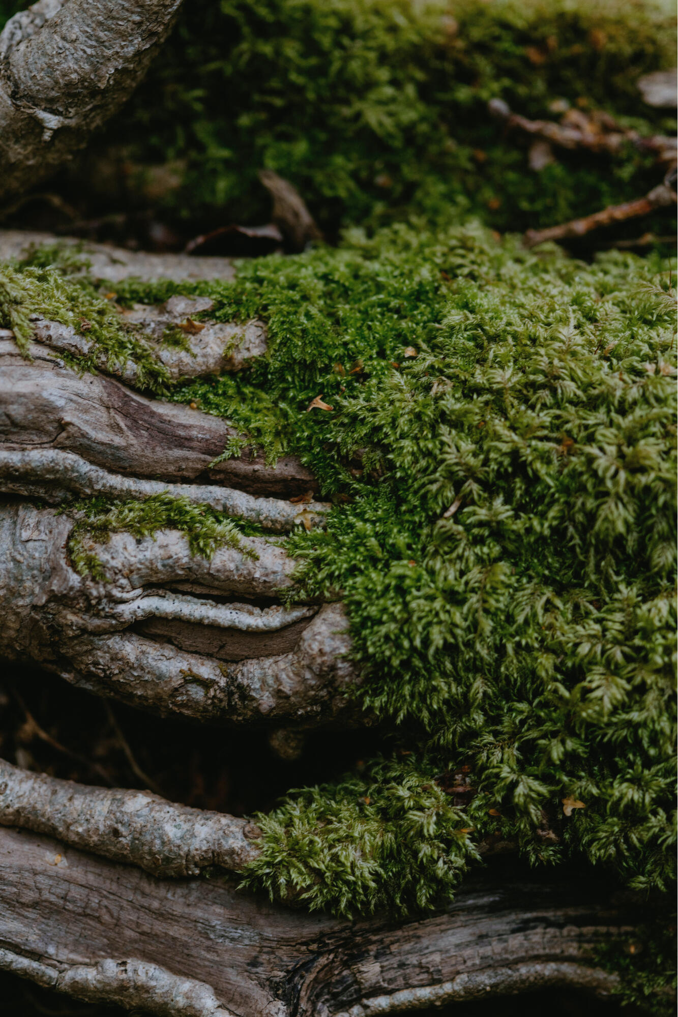 credit: Annie Spratt